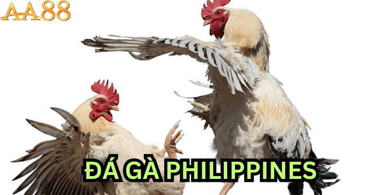 Những lưu ý khi tham gia cược đá gà Philippines